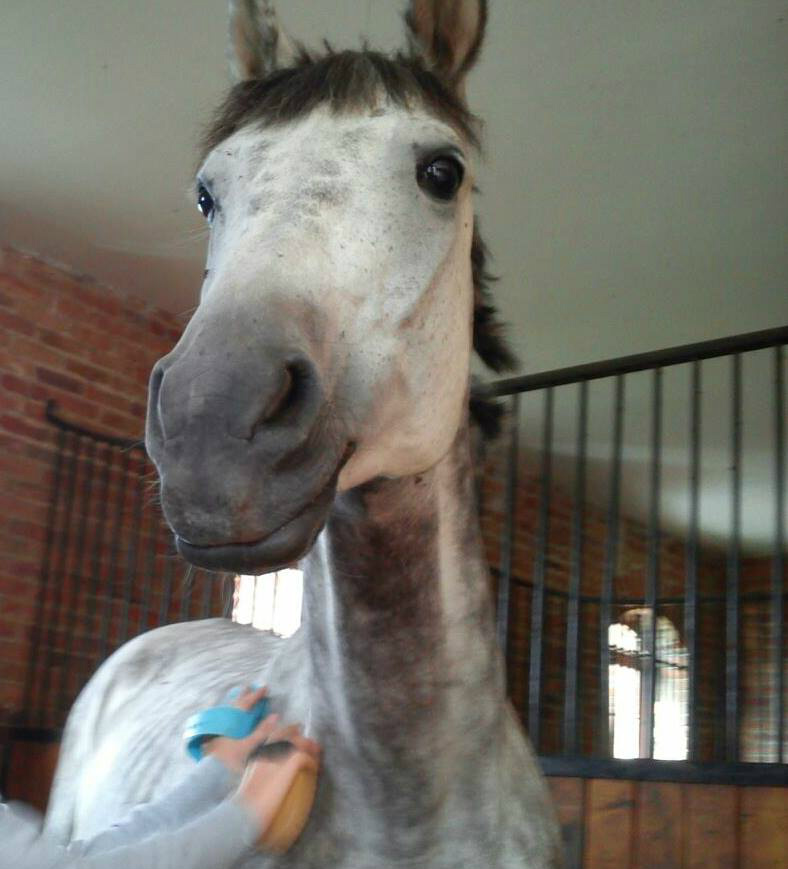 Turkus
