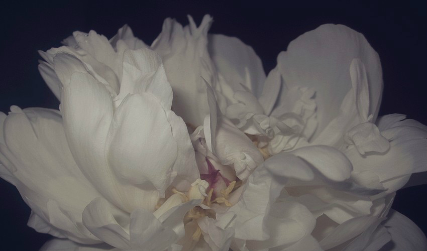 peony.
