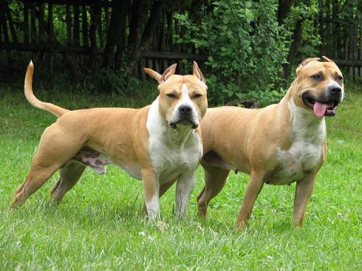 Amstaff grony pies