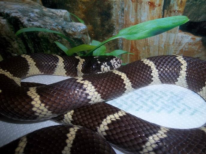 Lampropeltis getula californiae