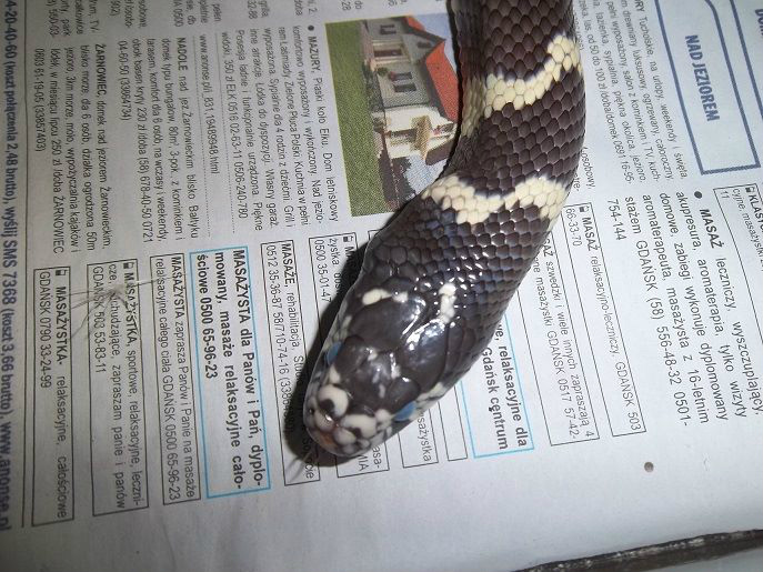 Lampropeltis getula californiae