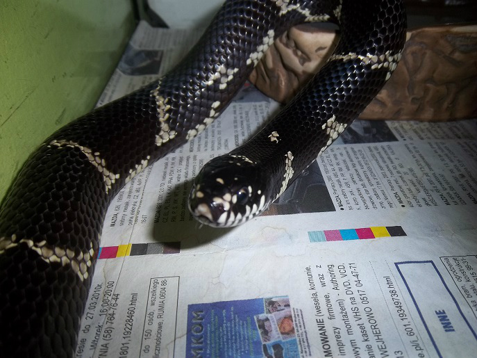Lampropeltis getula getula
