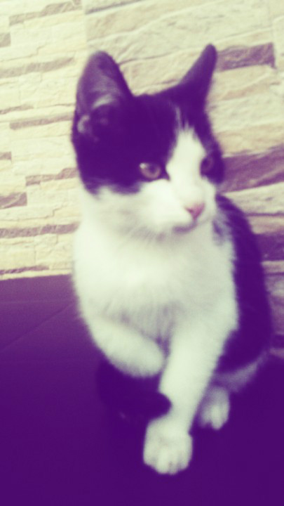 Moja kotka ^^ :* Koka 