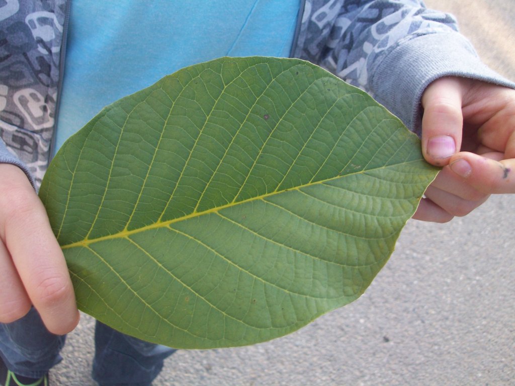 Natura i moje pomalowane palce !