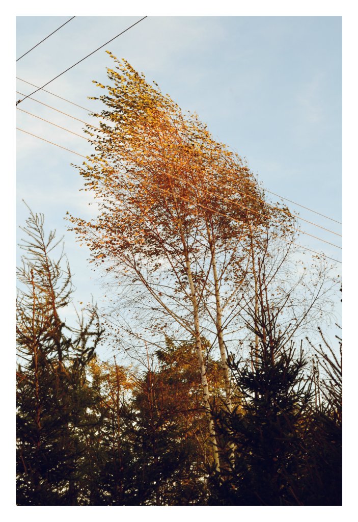 autumn.