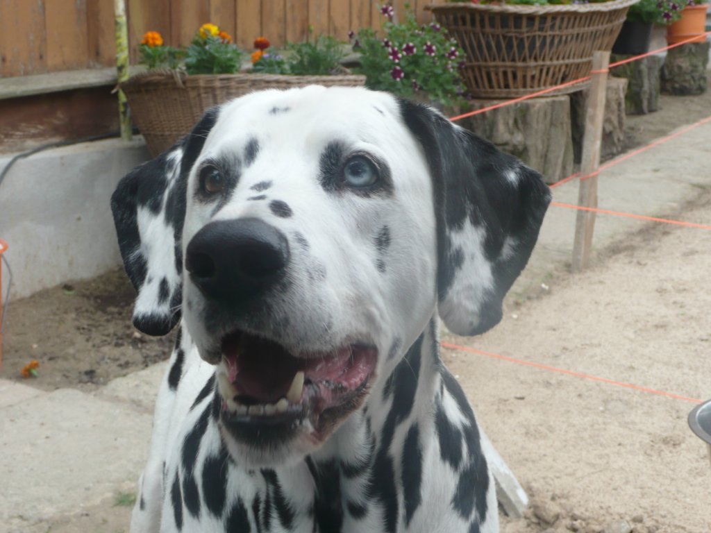 Kochany Pongo 