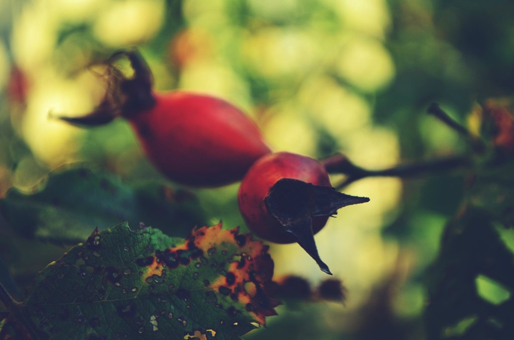 autumn