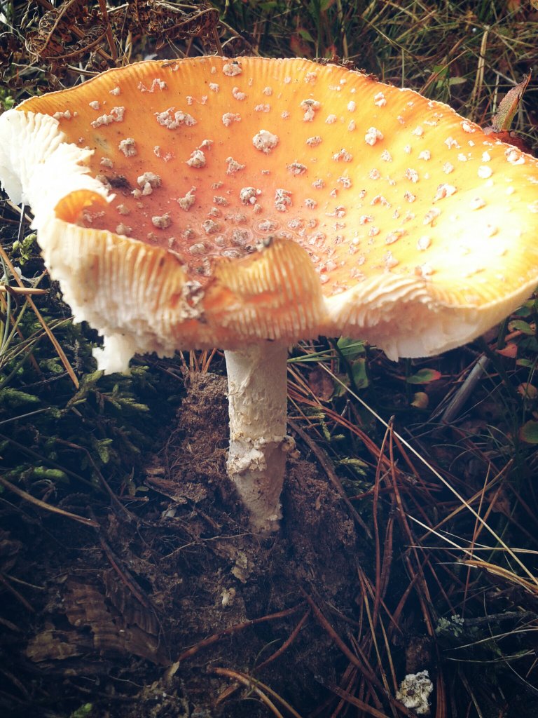 grzybcio