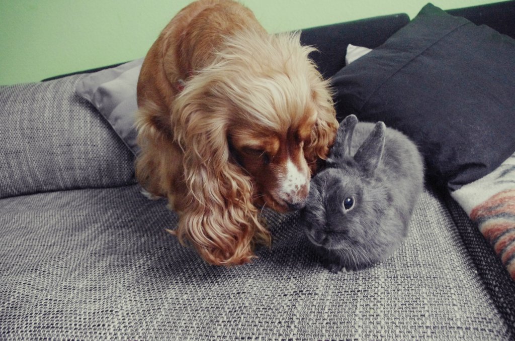 Laki&Susi