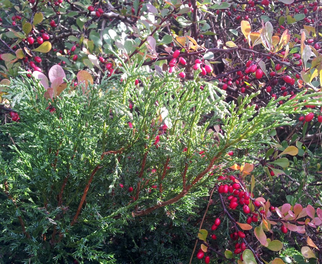 Berberys.