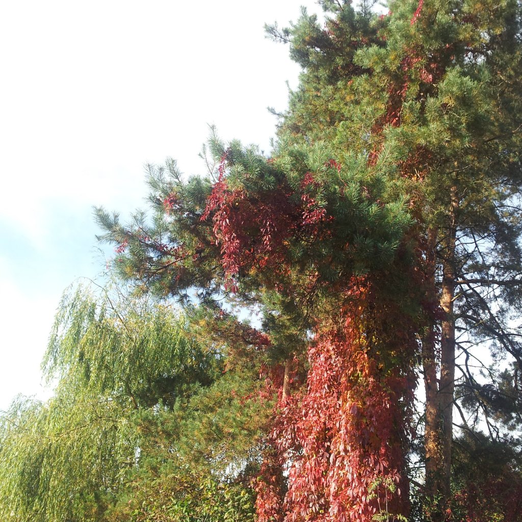 Winobluszcz.