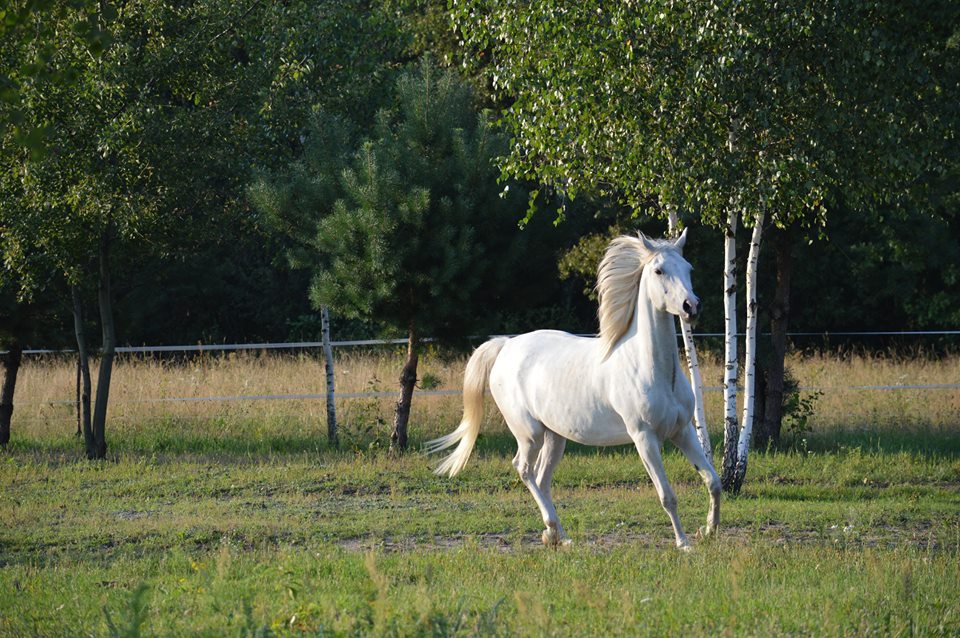Arabian mare