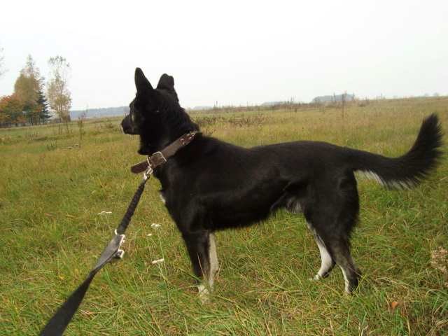 Borys