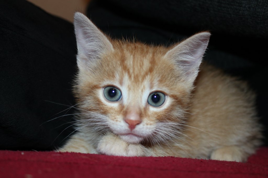 Tofik