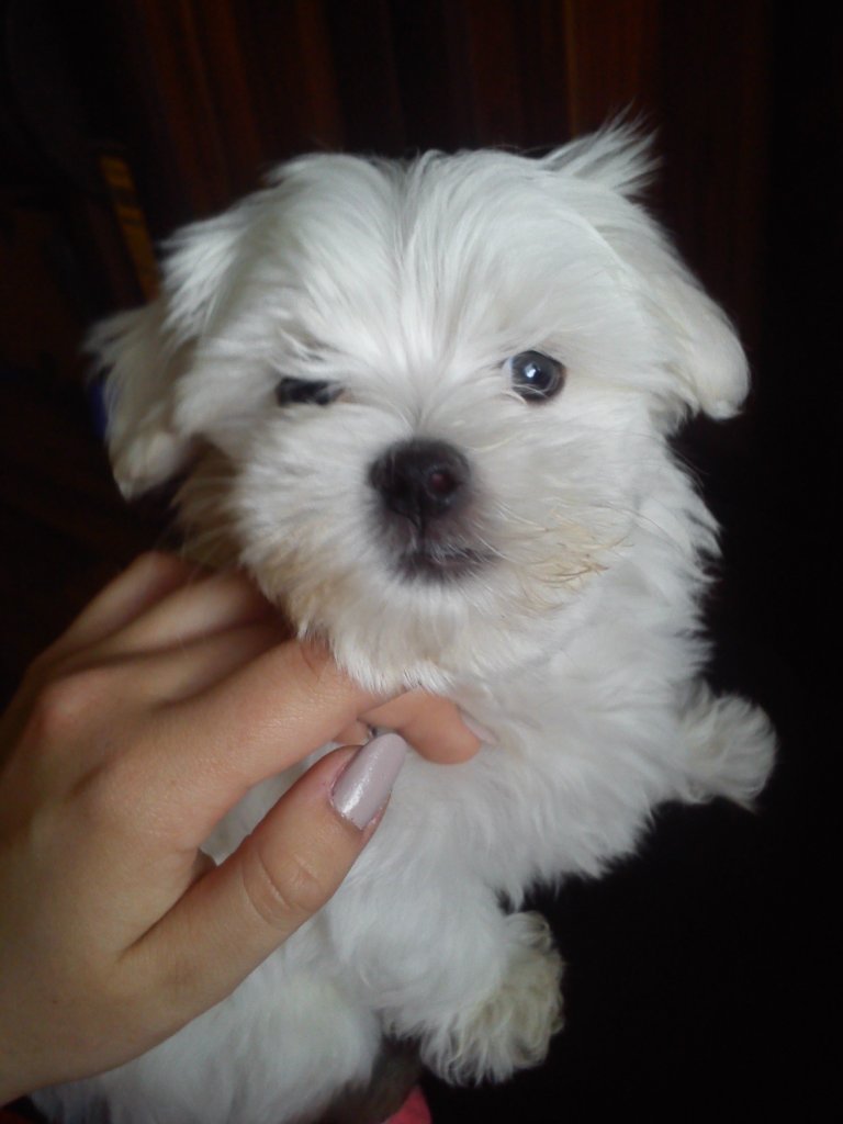 TEDDY