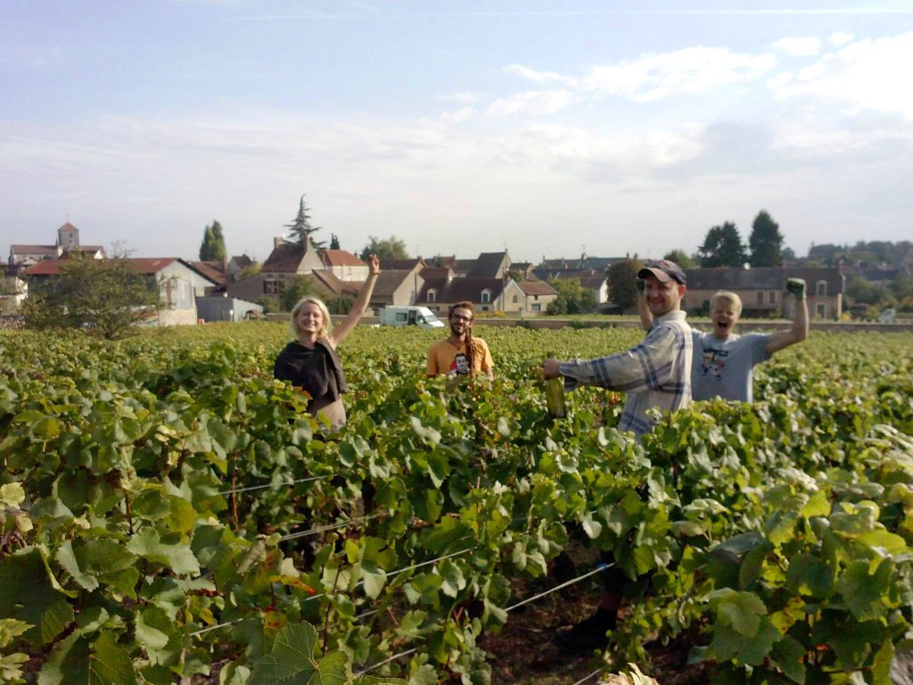 winobranie