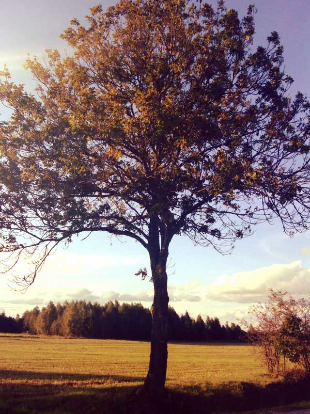 szaro
