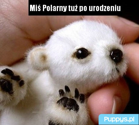NIEDWIADEK