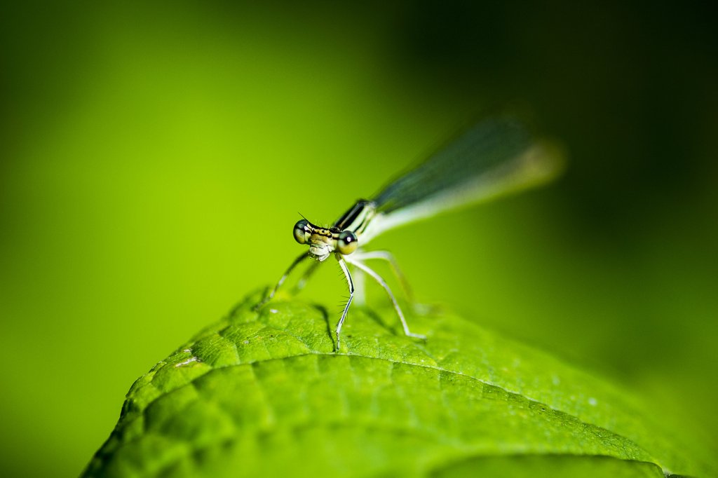 Przygoda z makro