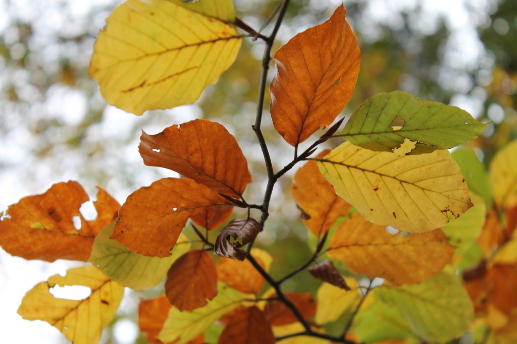 autumn