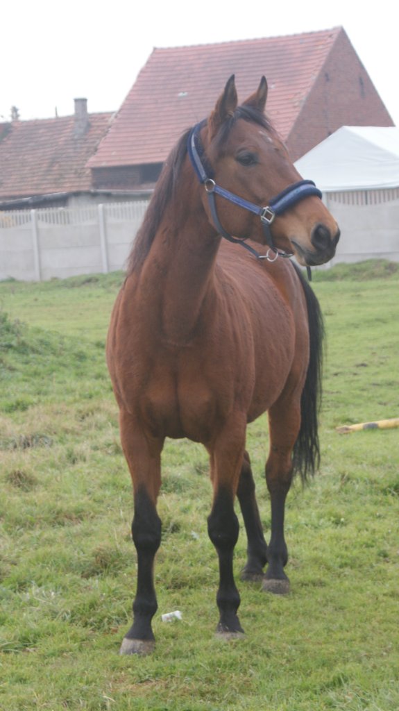Melba