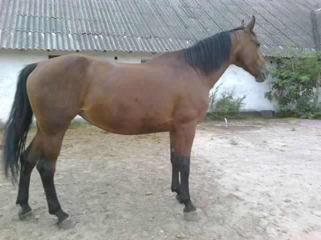 Salinka
