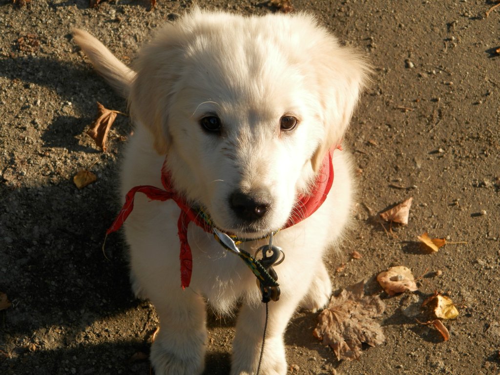 Kuki ;-D