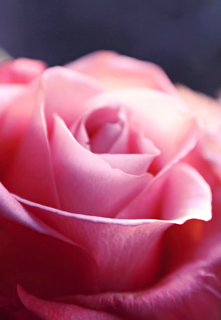 Rose... 