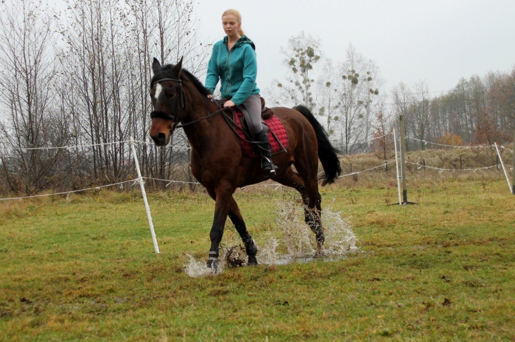 Horsee.