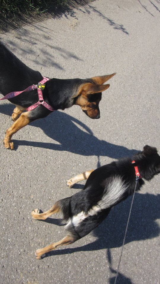 Rozi i Pimpu. 