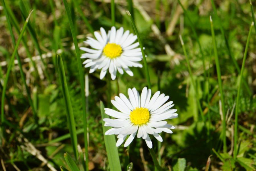 Daisy