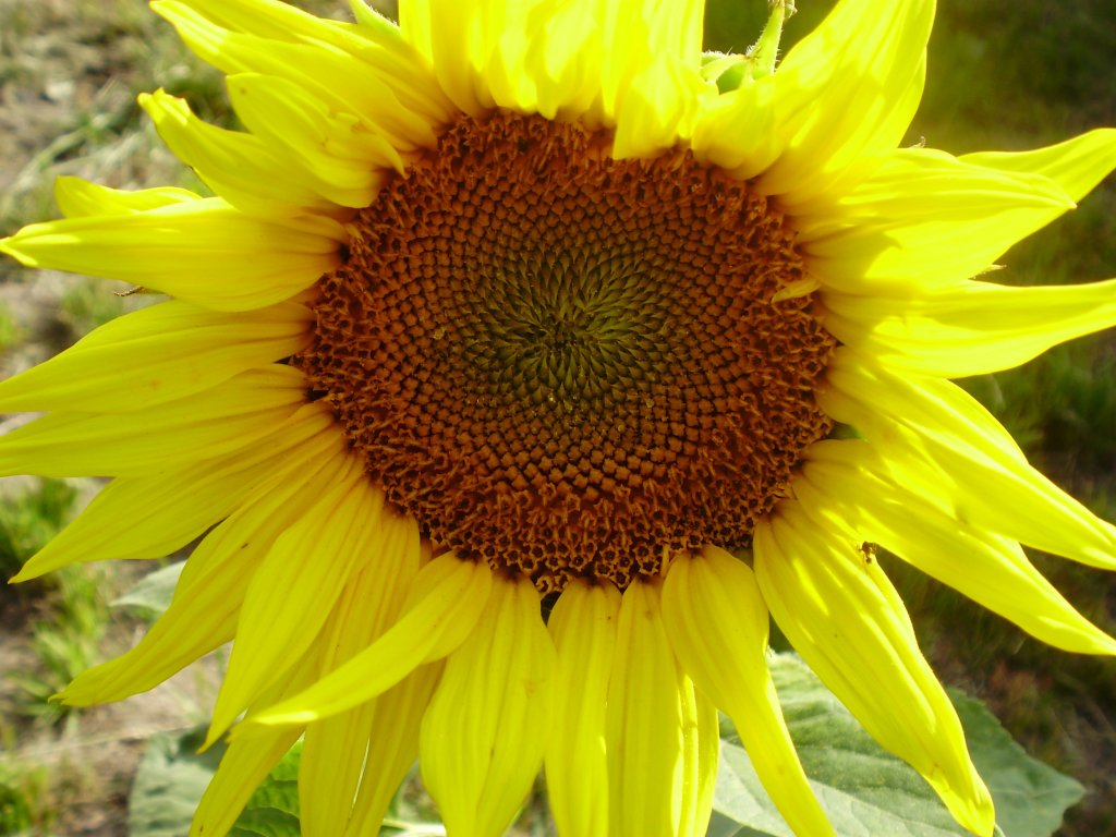 Lato