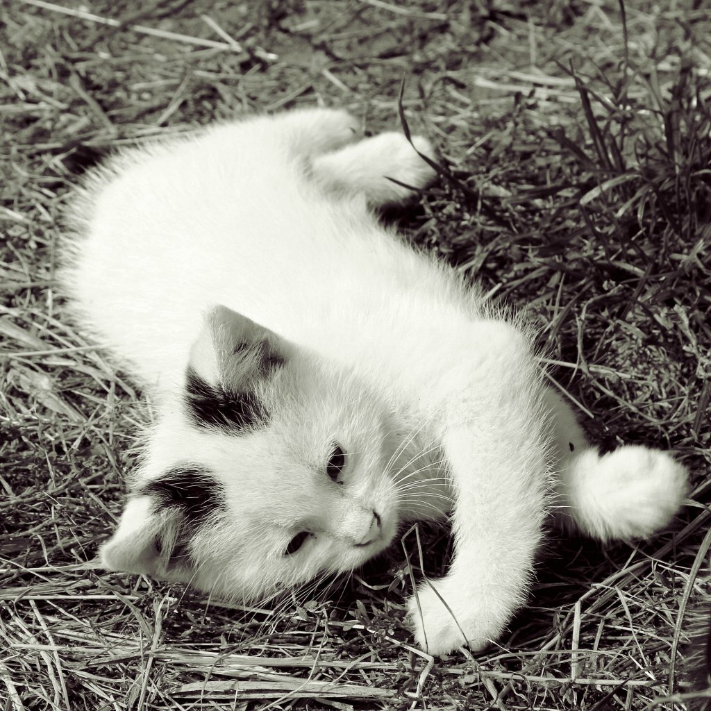nieka ;) 