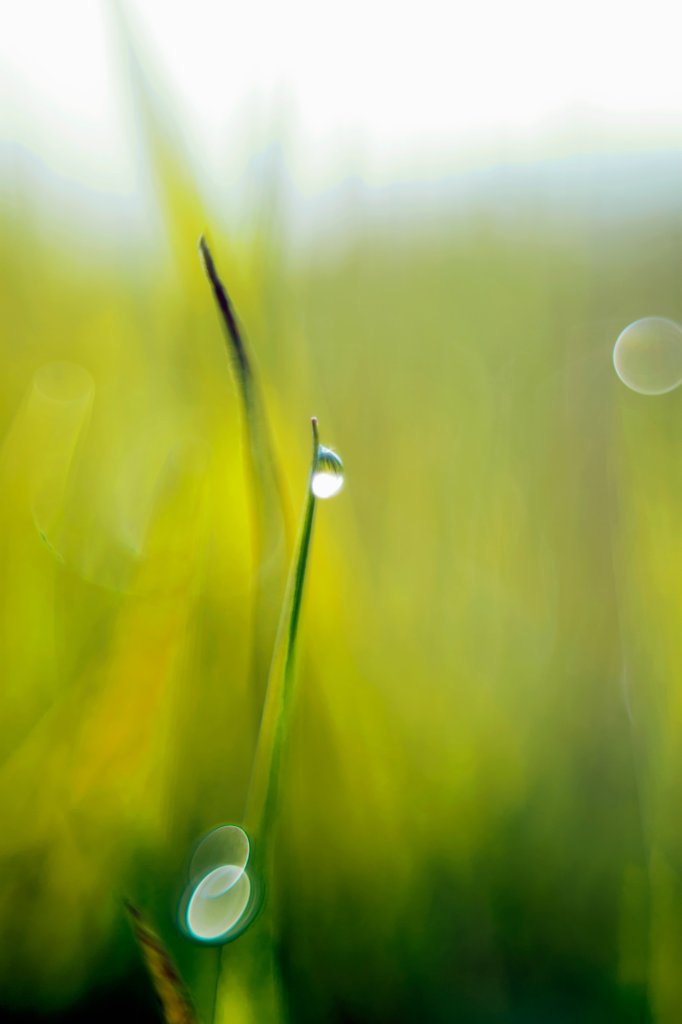 drop