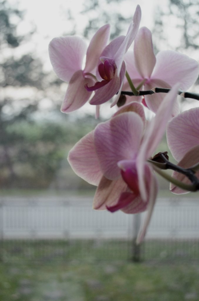 orchid