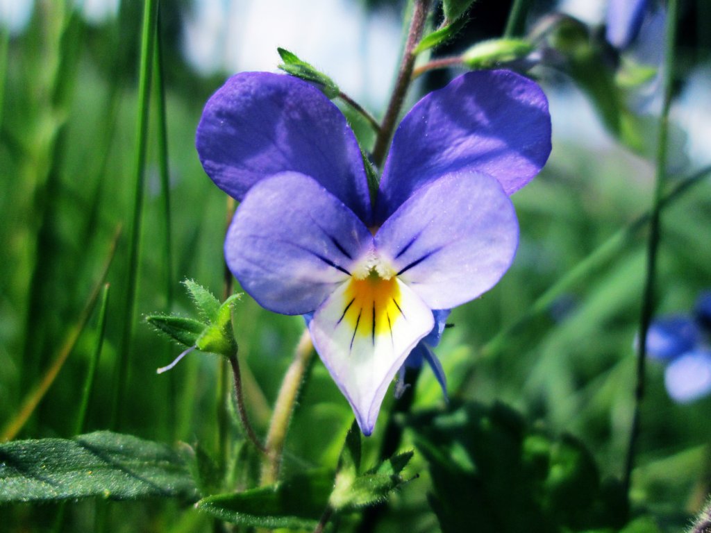 flower.