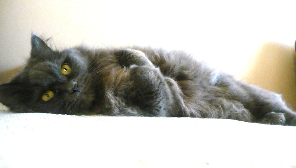 Pusii