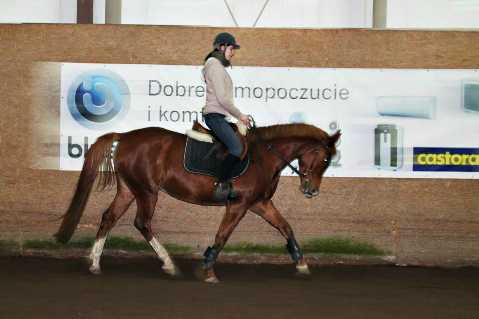 Pony 
