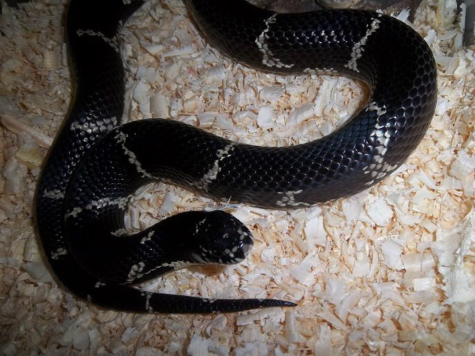 Lampropeltis getula getula