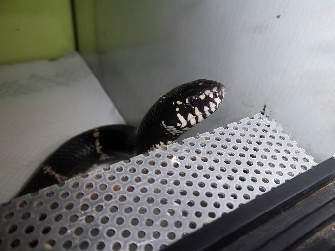 Lampropeltis getula getula