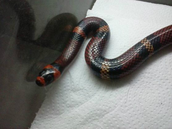 Lampropeltis t. hondurensis