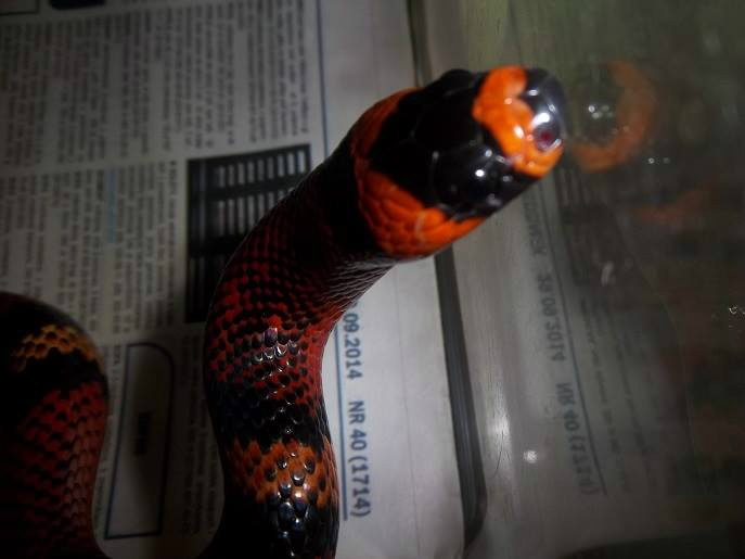 Lampropeltis t. hondurensis