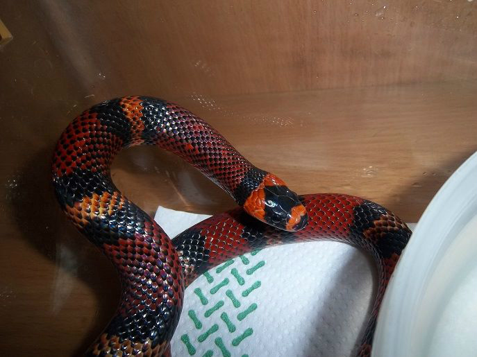 Lampropeltis t. hondurensis