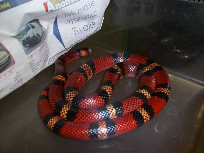 Lampropeltis tr. hondurensis
