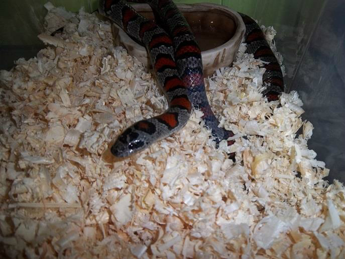 Lampropeltis mexicana mexicana