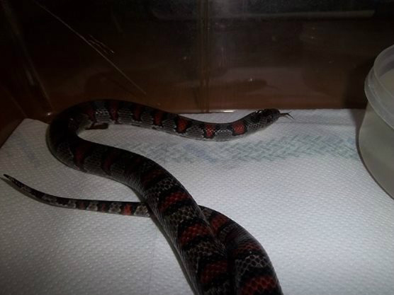 Lampropeltis mexicana mexicana