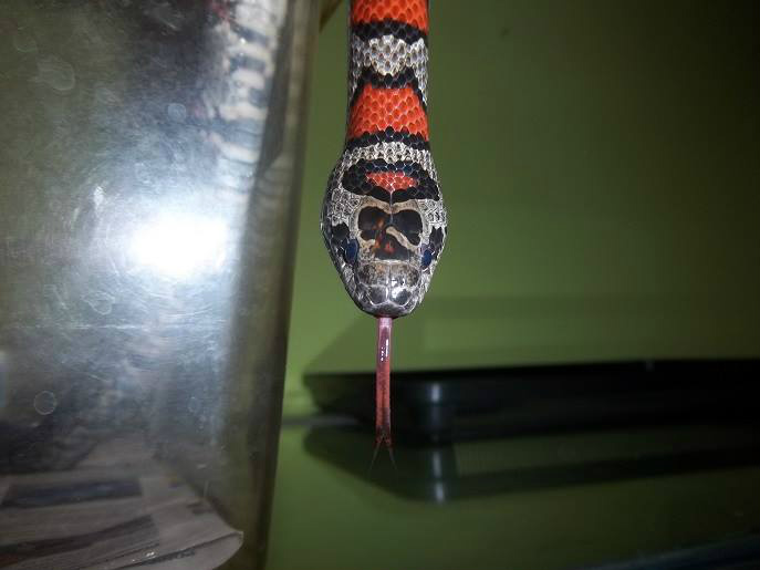 Lampropeltis mexicana mexicana