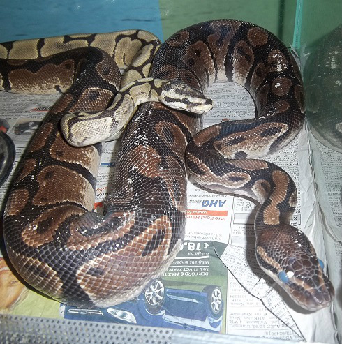 Python regius