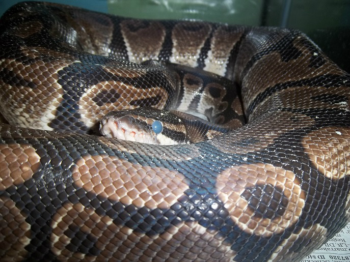 Python regius