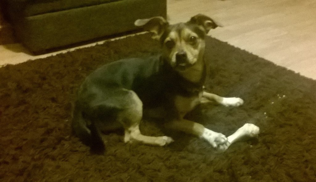 DeX:*